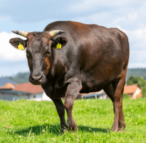 Wagyu Beef Near Me