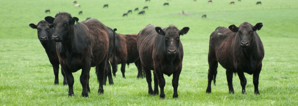 Wagyu Cow Wichita KS